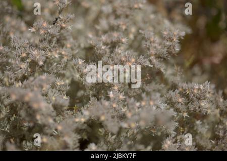 Flora von Gran Canaria - Polycarpaea Pflanze mit kleinen weiß-rosa Blüten Stockfoto