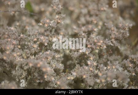 Flora von Gran Canaria - Polycarpaea Pflanze mit kleinen weiß-rosa Blüten Stockfoto