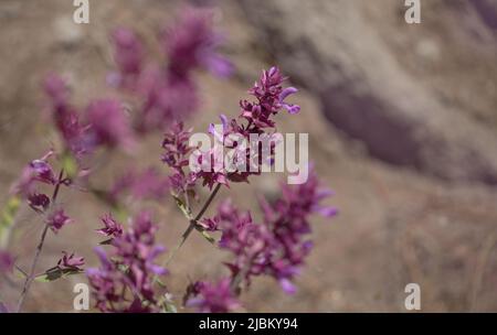 Flora von Gran Canaria - Salvia canariensis, Kanarische Inseln Salbei natürlichen Makro floralen Hintergrund Stockfoto