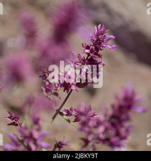 Flora von Gran Canaria - Salvia canariensis, Kanarische Inseln Salbei natürlichen Makro floralen Hintergrund Stockfoto