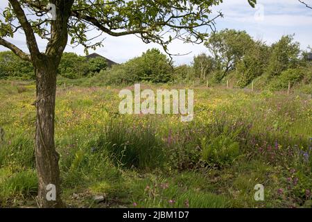 Das Bursdon Moor Nature Reserve hat den Status SSSI und ist eines der letzten verbliebenen Gebiete von Culm Grassland North Devon UK Stockfoto