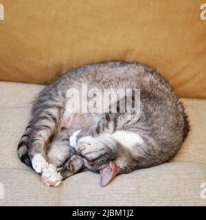 Eine große graue tabby Katze schläft auf einem beigefarbenen Sofa mit gelben Kissen. Ein Haustier schläft mit geschlossenen Augen auf dem Bett Stockfoto
