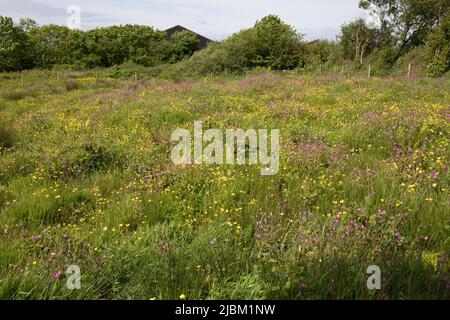 Das Bursdon Moor Nature Reserve hat den Status SSSI und ist eines der letzten verbliebenen Gebiete von Culm Grassland North Devon UK Stockfoto