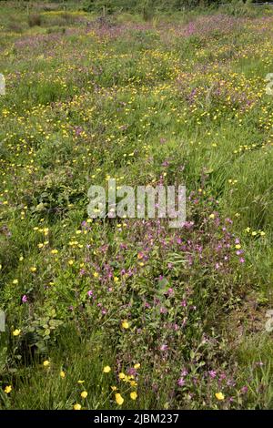 Das Bursdon Moor Nature Reserve hat den Status SSSI und ist eines der letzten verbliebenen Gebiete von Culm Grassland North Devon UK Stockfoto