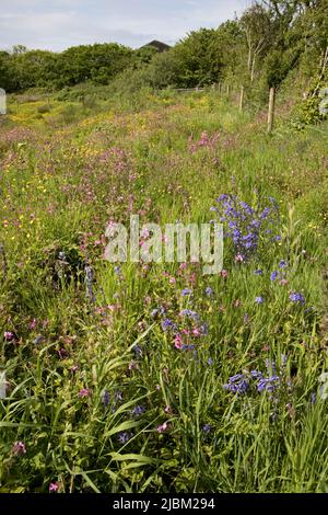 Das Bursdon Moor Nature Reserve hat den Status SSSI und ist eines der letzten verbliebenen Gebiete von Culm Grassland North Devon UK Stockfoto