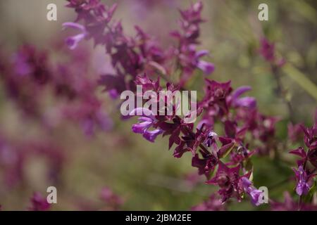 Flora von Gran Canaria - Salvia canariensis, Kanarische Inseln Salbei natürlichen Makro floralen Hintergrund Stockfoto