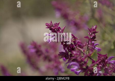 Flora von Gran Canaria - Salvia canariensis, Kanarische Inseln Salbei natürlichen Makro floralen Hintergrund Stockfoto