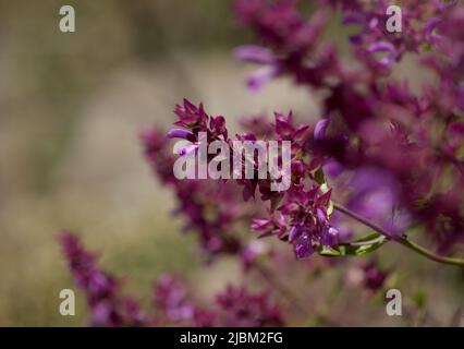 Flora von Gran Canaria - Salvia canariensis, Kanarische Inseln Salbei natürlichen Makro floralen Hintergrund Stockfoto