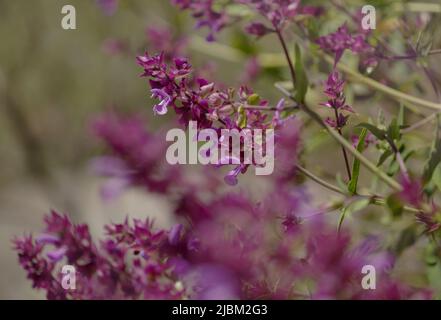 Flora von Gran Canaria - Salvia canariensis, Kanarische Inseln Salbei natürlichen Makro floralen Hintergrund Stockfoto