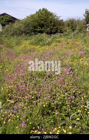 Das Bursdon Moor Nature Reserve hat den Status SSSI und ist eines der letzten verbliebenen Gebiete von Culm Grassland North Devon UK Stockfoto