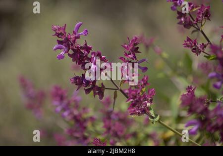 Flora von Gran Canaria - Salvia canariensis, Kanarische Inseln Salbei natürlichen Makro floralen Hintergrund Stockfoto