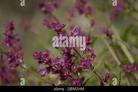 Flora von Gran Canaria - Salvia canariensis, Kanarische Inseln Salbei natürlichen Makro floralen Hintergrund Stockfoto