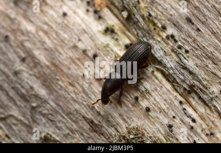 Rhyncolus weevil auf Holz, Makrofoto mit hoher Vergrößerung Stockfoto