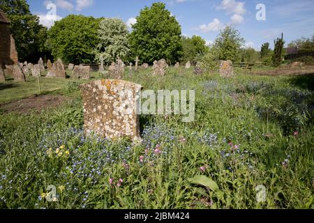 Wi.fdblowers in wildem Gebiet des Kirchhofs der St. Lawrence Parish Church Oxhill Warwickshire UK Stockfoto