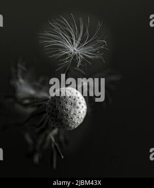Weißer Dandelionkopf mit fliegenden Samen auf minamalistischem schwarzem Hintergrund. Selektiver Fokus, klares Foto, kein Rauschen. Stockfoto