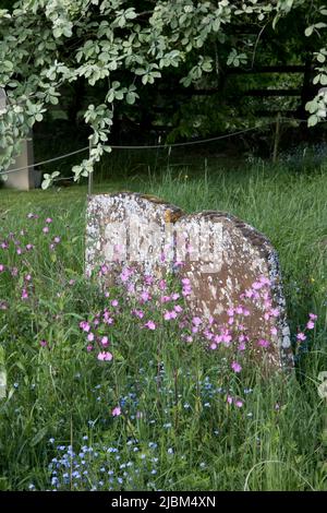 Wi.ldfowers in Churchyard of Oxhill Parish Church Warwickshire UK Stockfoto