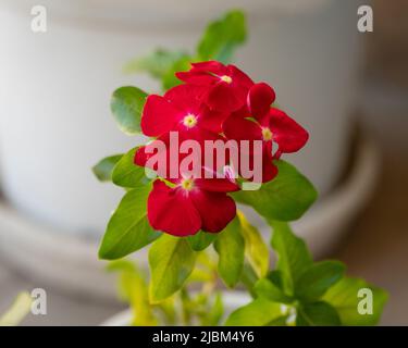 Schöne leuchtend rote Vincas (Catharanthus roseus), die im Garten blühen. Selektiver Fokus auf die Blumen im Vordergrund. Stockfoto