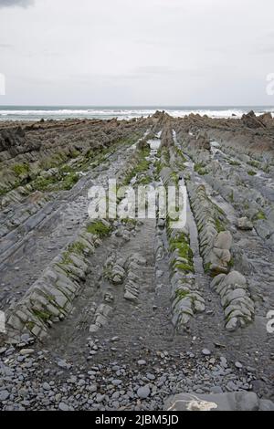 Gefaltetes Gestein aus kohlensäurehaltigen Zeiten iat Low Tide n Widemouth Bay North Devon UK Stockfoto