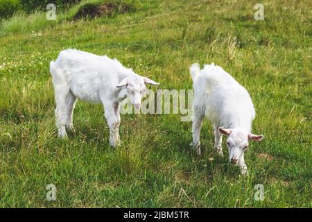 Ein paar weiße Ziegenkinder grasen auf einer grünen Wiese im Gras. Landwirtschaftskonzept. Sommerlandschaft, Weide. Grasen auf dem Grasland Stockfoto