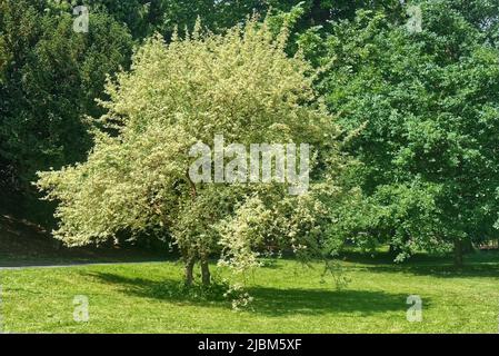 Cornus Mas Variegata oder auch Cornelian Kirsche, Europäischer Kornel oder Cornelian Kirsche Dogwood Baum im Frühjahr. Landschaftsvorstellung ohne Menschen. Stockfoto