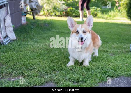 Ein welsh Corgi Hund auf einem Frühlingsspaziergang im Gras sieht aus Stockfoto
