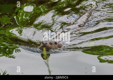 Buckfastleigh, Großbritannien. 07.. Juni 2022. Otter, die das warme Wetter genießen, auf dem Dart River in Buckfastleigh, Devon, UK Credit: Will Tudor/Alamy Live News Stockfoto