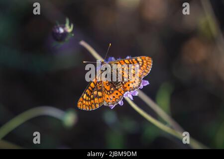 Marsh Fritillary, Etikett Aurinia Beckeri, Spanien, Europa. Stockfoto