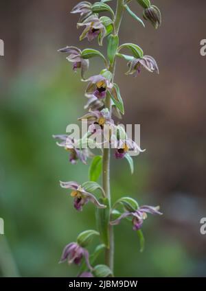 Breitblättrigen Helleborine Subspecies Epipactis Tremolsii, wilde Orchidee, Andalusien, Spanien. Stockfoto