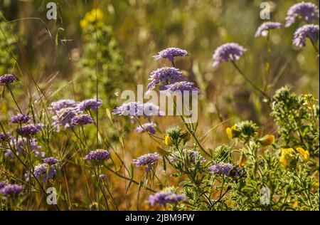 Iberis nazarita, Candytuft Pflanze Wildblume wächst in freier Wildbahn, Andalusien, Spanien. Stockfoto