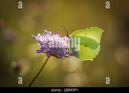 Gonepteryx cleopatra, Kleopatra-Schmetterling, Fütterung, Andalusien, Spanien. Stockfoto