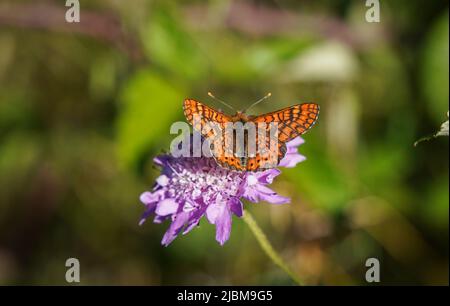 Marsh Fritillary, Etikett Aurinia Beckeri, Spanien, Europa. Stockfoto