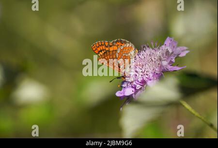 Marsh Fritillary, Etikett Aurinia Beckeri, Spanien, Europa. Stockfoto