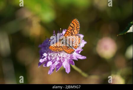 Marsh Fritillary, Etikett Aurinia Beckeri, Spanien, Europa. Stockfoto