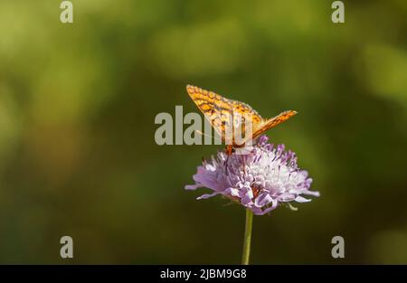 Marsh Fritillary, Etikett Aurinia Beckeri, Spanien, Europa. Stockfoto