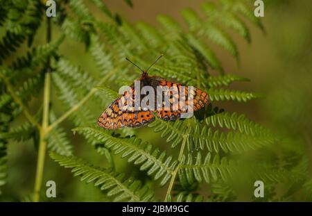 Marsh Fritillary, Etikett Aurinia Beckeri, Spanien, Europa. Stockfoto