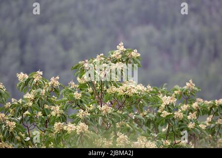 Die Blüten von Arbutus andrachne, auch griechischer Erdbeerbaum genannt, wachsen an der Mittelmeerküste, der Türkei. Stockfoto