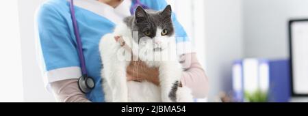 Nahaufnahme der Hände des Tierarztes mit einer schönen Katze Stockfoto