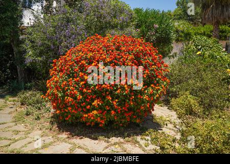 Lantana Camara, spanische Flaggenpflanze in der Gartenblüte, Spanien. Stockfoto