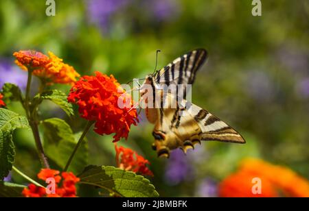 Südlicher seltener Schwalbenschwanz, Iphiclides feisthamelii-Schmetterling, Fütterung von Lantana Camara, Andalusien, Spanien. Stockfoto