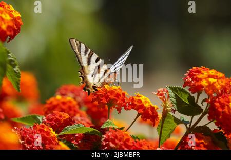 Südlicher seltener Schwalbenschwanz, Iphiclides feisthamelii-Schmetterling, Fütterung von Lantana Camara, Andalusien, Spanien. Stockfoto