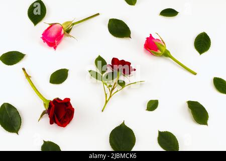 Rosen und grüne Blätter auf hellem Hintergrund. Flach liegend, Draufsicht Stockfoto