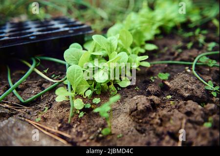 Nahaufnahme von Salatblättern, die im offenen Bio-Feld wachsen. Landwirtschaft, Gartenbau, umweltfreundliche Landwirtschaft und Agrarwirtschaft Stockfoto