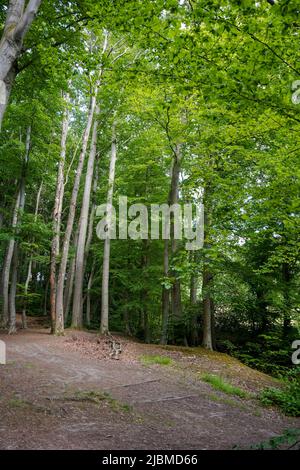Buchenwald mit europäischer Buche (Fagus sylvatica) im Süden der Niederlande, Kerkrade, Limburg. Stockfoto