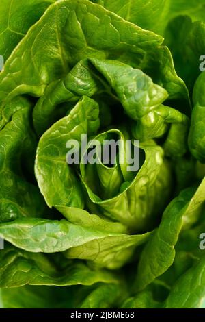 Ein kleines Juwel Salat Nahaufnahme Detail Stockfoto