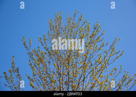 Aufkeimende Blätter auf einem reifen Baum Stockfoto