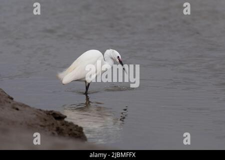 Kleiner Reiher - Egretta garzetta im Zuchtgefieder, der sich an Krebstieren ernährt. Feder Stockfoto