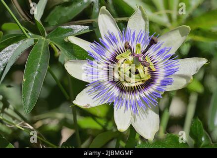 Nahaufnahme einer Passionsblume (Passiflora edulis f. flavicarpa) in voller Blüte Stockfoto