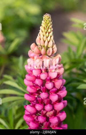 Nahaufnahme der lupinus-Kombüse-rosa Blume Stockfoto