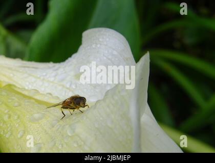 Nahaufnahme einer einzelnen Fliege, die auf einer nassen Calla-Lilie zwischen Wassertropfen sitzt Stockfoto