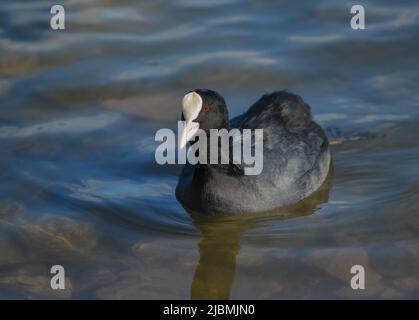 Der Eurasische Ruß (Fulica atra), auch bekannt als Ruß. Vögel der Ukraine. Stockfoto